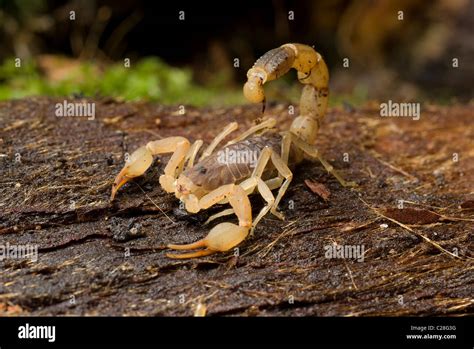 The Swimming Scorpion: Lychas mucronatus (Chinese swimming .
